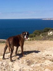 hebergement pour chiens marseille BALADOG