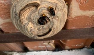 lutte contre les punaises de lit marseille STOP INSECTES // Traitement punaises de lit cafards et dératisation Marseille