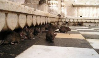 desinfection des cafards marseille STOP INSECTES // Traitement punaises de lit cafards et dératisation Marseille