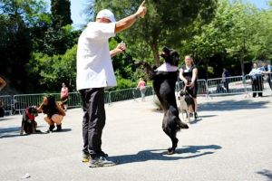 cours de dressage de chiens marseille Eduqdog