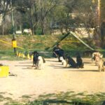 cours de dressage de chiens marseille Eduqdog