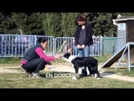 entraineurs canins marseille Dog in Marseille (Groupement Cynophile Marseillais)