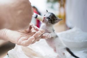 adoptions des chiens a marseille Chatons Sans Toi