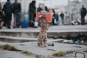 adoptions des chiens a marseille Chatons Sans Toi