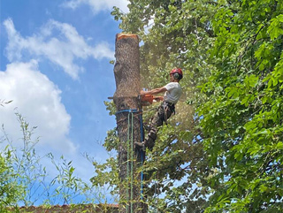 abattage des arbres marseille Damon Elagage