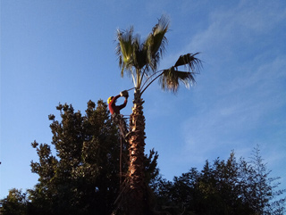 abattage des arbres marseille Damon Elagage