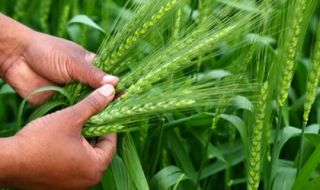 Le gluten : le vrai du faux