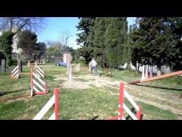 cours de dressage de chiens marseille Dog in Marseille (Groupement Cynophile Marseillais)