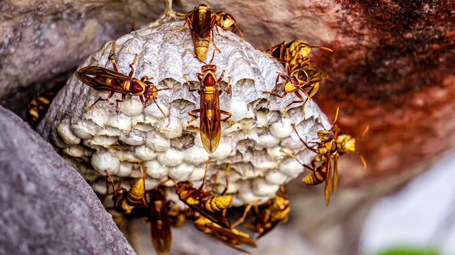 termites marseille Éradication Nuisibles Sociétés agréé contre les Nuisibles