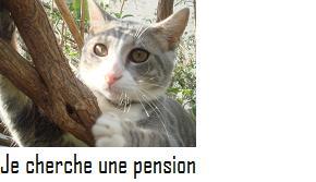 hebergement pour chats marseille Villa Jayne ~ Pension Chats