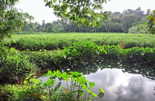 A ginger plantation in India