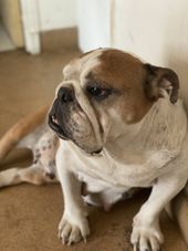 fermes d animaux a marseille BALADOG