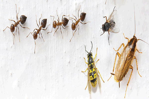 Désinsectisation et lutte anti cafards, blattes, fourmis, punaises de lits, mouches, guêpes, 