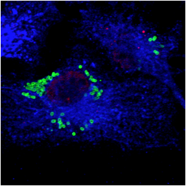 physicians immunology marseille Centre D'immunologie Marseille-Luminy