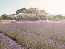 Champ de Lavande à Grignan